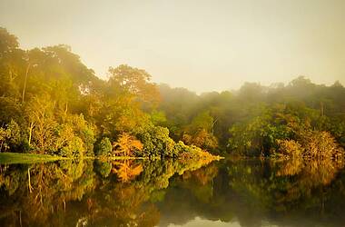 Bewaldetes Ufer an einem Gewässer im Amazonasregenwald in Brasilien